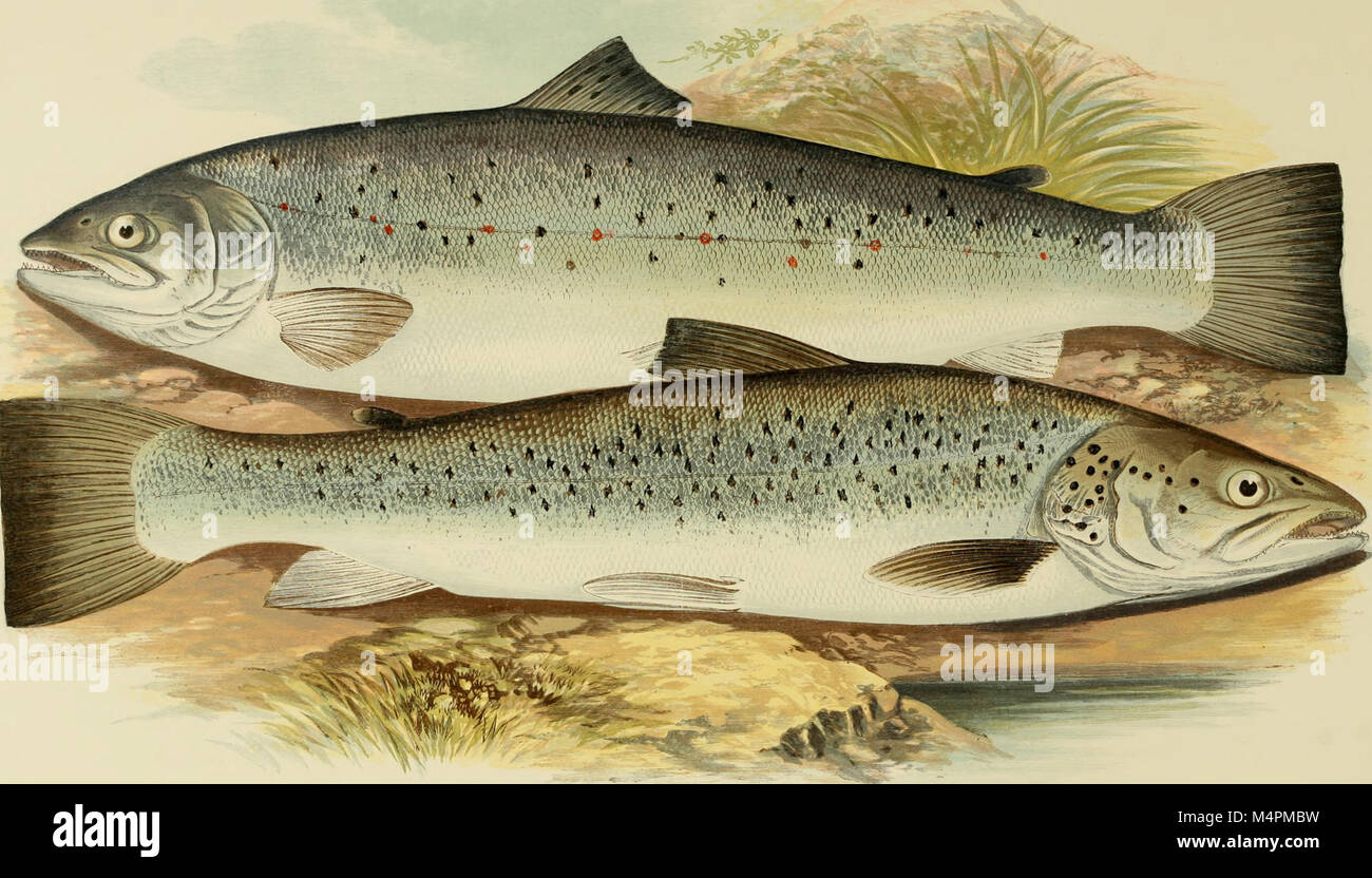 British fresh water fishes (1879) (20229863690 Stock Photo - Alamy