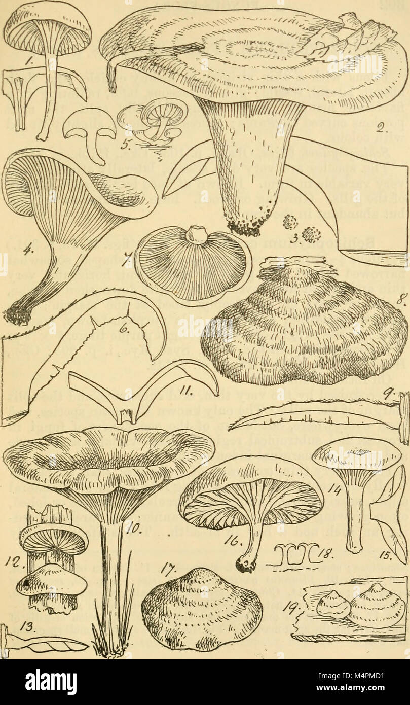 British fungus-flora. A classified text-book of mycology (1892-95) (19795298354) Stock Photo