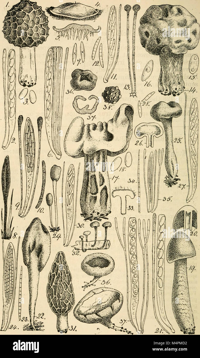 British fungus-flora. A classified text-book of mycology (1892-95) (20229934720) Stock Photo