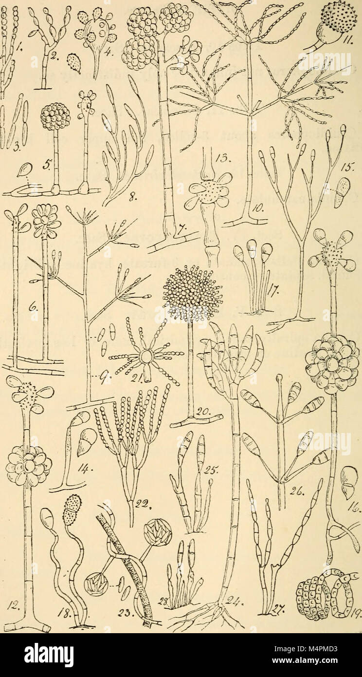 British fungus-flora. A classified text-book of mycology (1892-95) (20229976978) Stock Photo