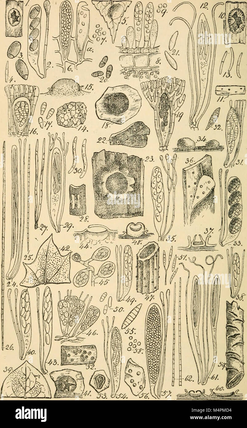 British fungus-flora. A classified text-book of mycology (1892-95) (20229988888) Stock Photo