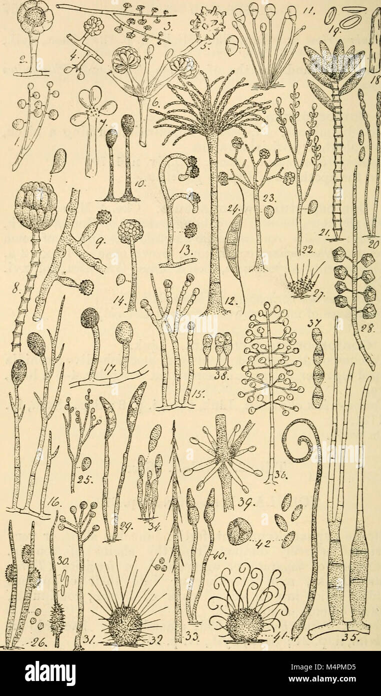 British fungus-flora. A classified text-book of mycology (1892-95) (20231319719) Stock Photo