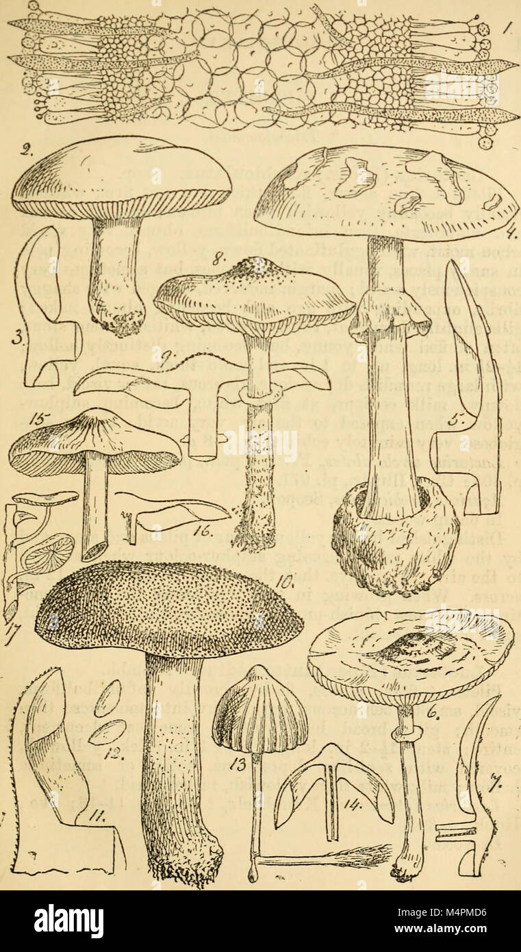 British fungus-flora. A classified text-book of mycology (1892-95) (20409334762) Stock Photo