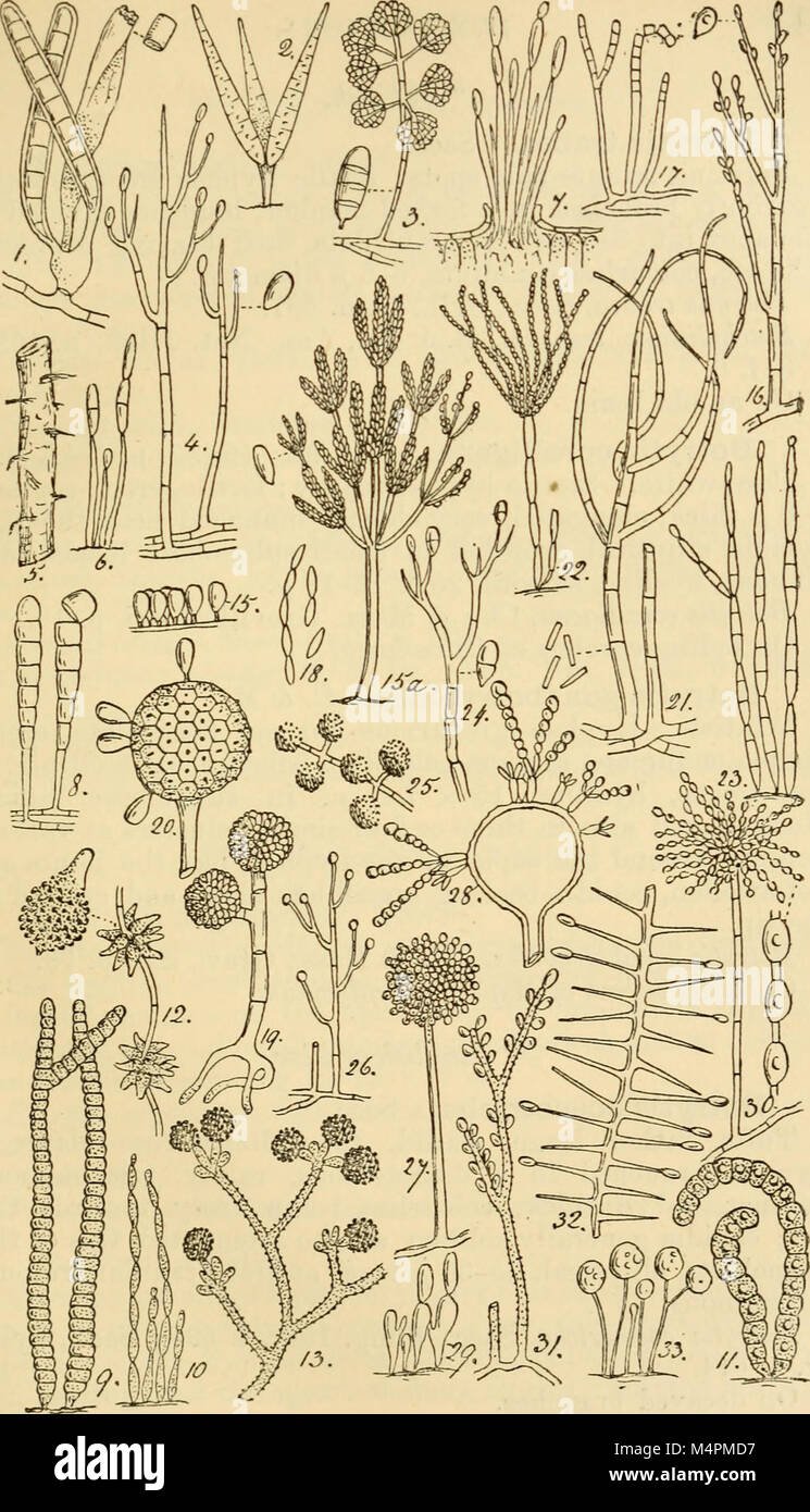 British fungus-flora. A classified text-book of mycology (1892-95) (20409338372) Stock Photo