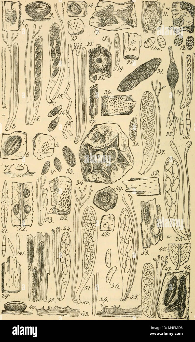 British fungus-flora. A classified text-book of mycology (1892-95) (20417965955) Stock Photo