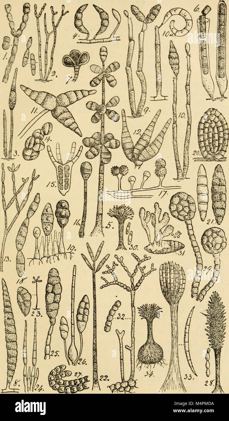 British fungus-flora. A classified text-book of mycology (1892-95) (20424165291) Stock Photo