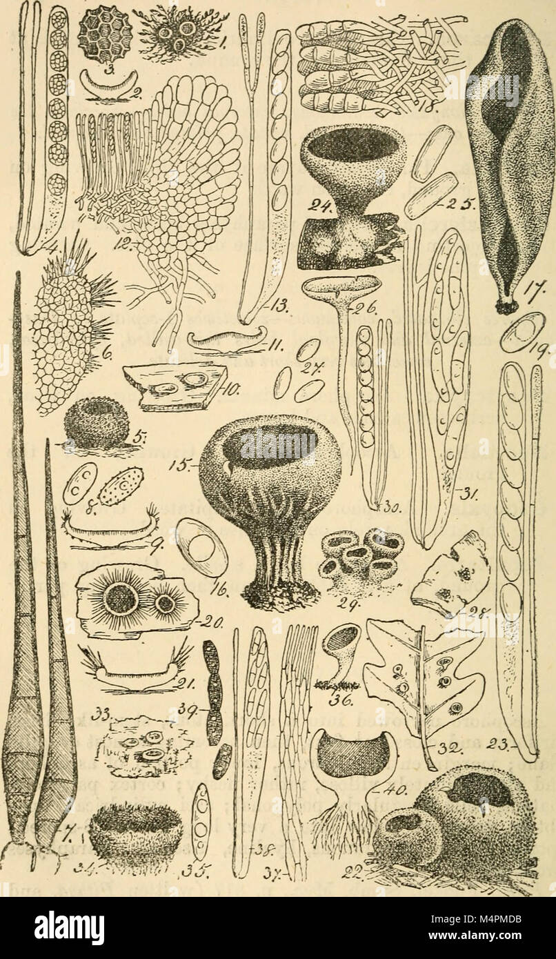 British fungus-flora. A classified text-book of mycology (1892-95) (20424187201) Stock Photo