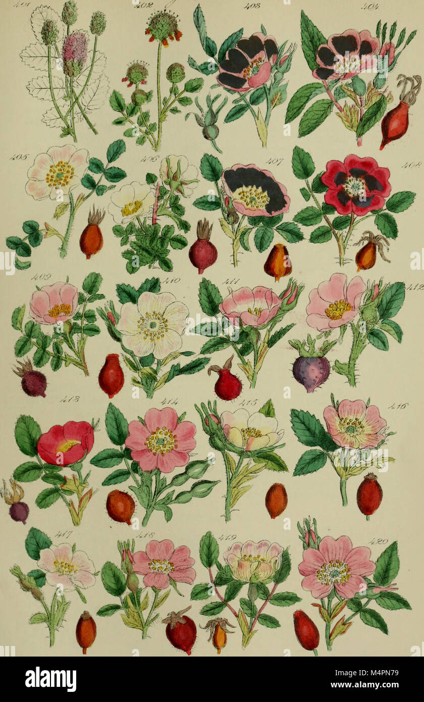 British wild flowers (1876.) (20425149981 Stock Photo - Alamy