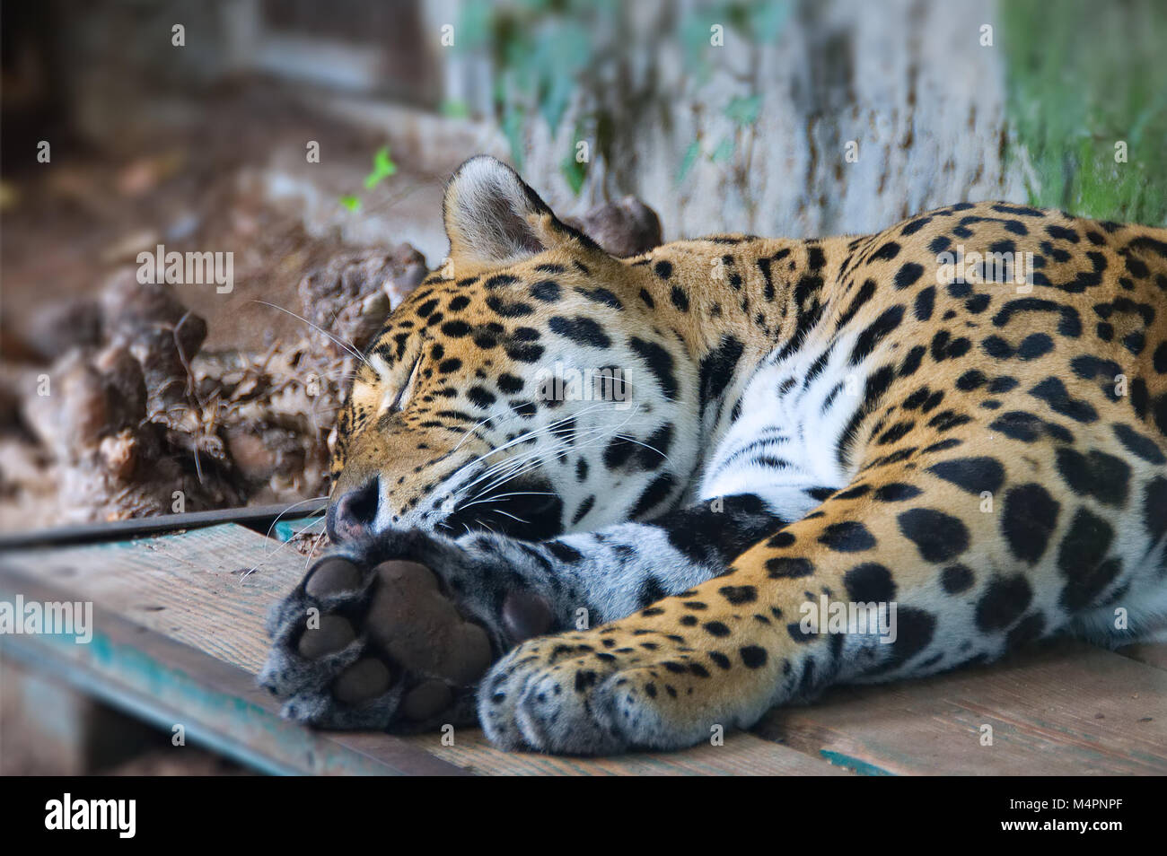 Jaguar wild animal sleeping Stock Photo Alamy