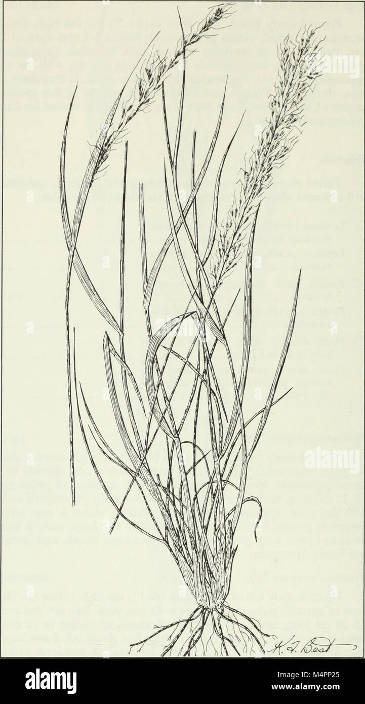 Budd's flora of the Canadian Prairie Provinces (1987) (19797425974) Stock Photo