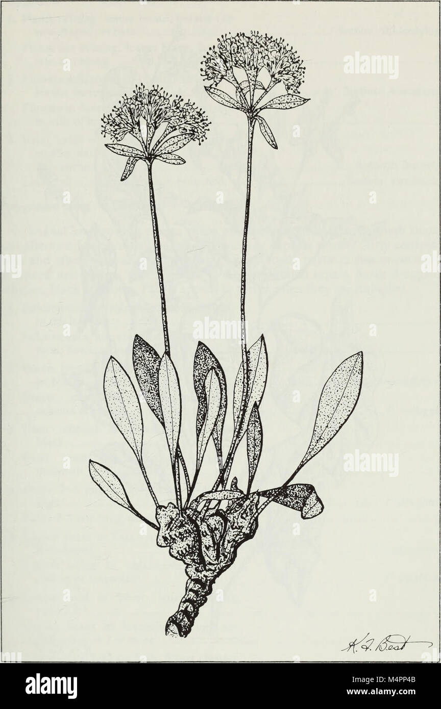 Budd's flora of the Canadian Prairie Provinces (1987) (20232144538) Stock Photo