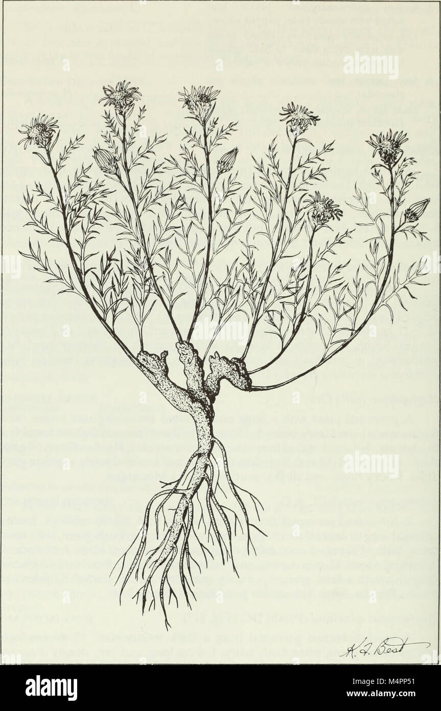 Budd's flora of the Canadian Prairie Provinces (1987) (20232380588) Stock Photo