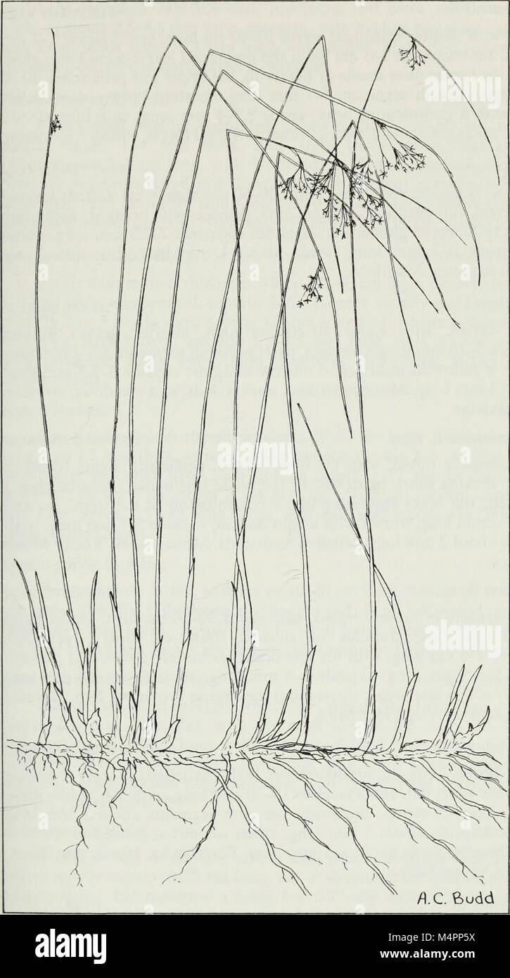 Budd's flora of the Canadian Prairie Provinces (1987) (20393872496) Stock Photo