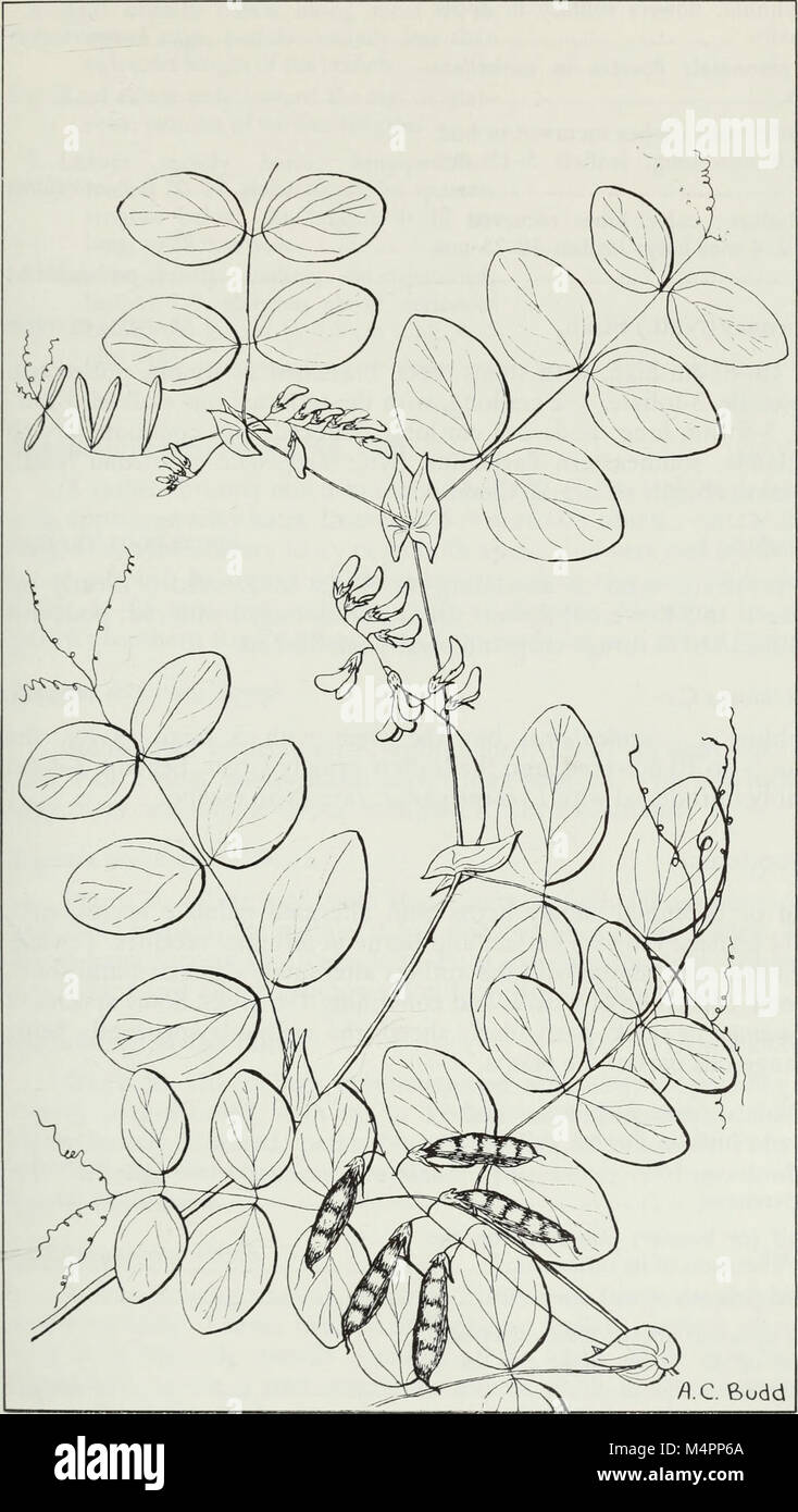 Budd's flora of the Canadian Prairie Provinces (1987) (20393984016) Stock Photo