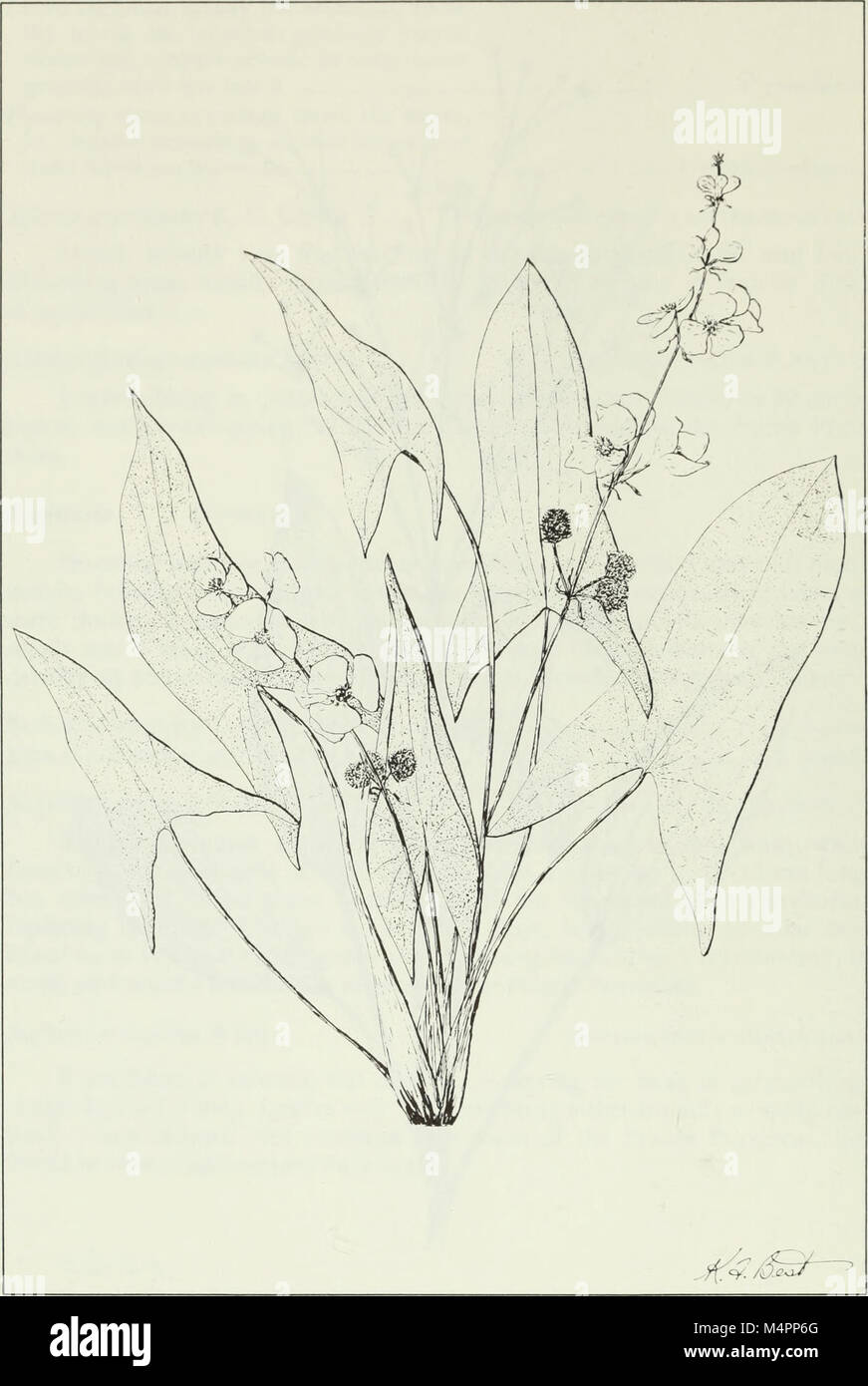 Comprehensive study on flora hi-res stock photography and images - Alamy