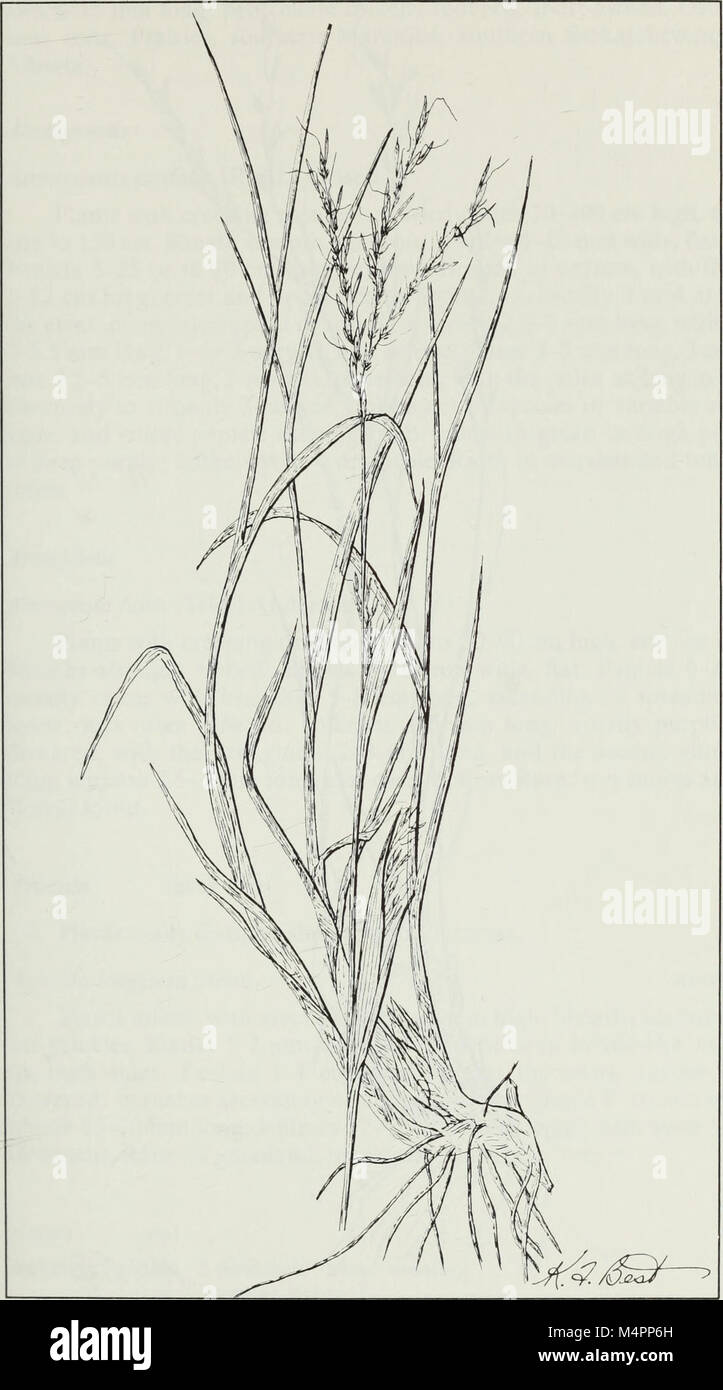 Budd's flora of the Canadian Prairie Provinces (1987) (20411383662) Stock Photo