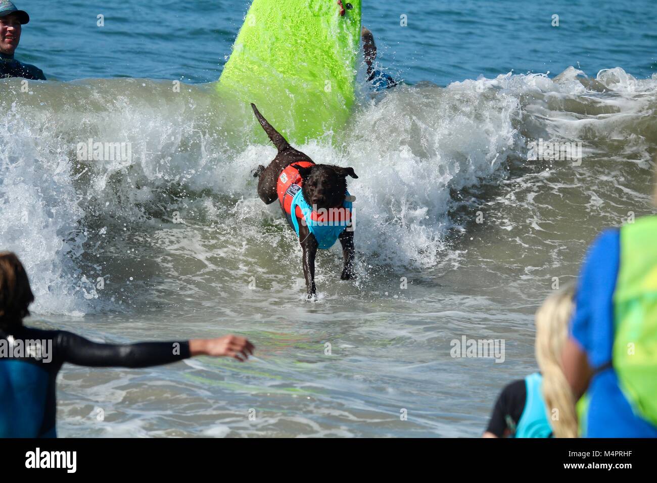 Surf City Surfing Dog Competition Stock Photo