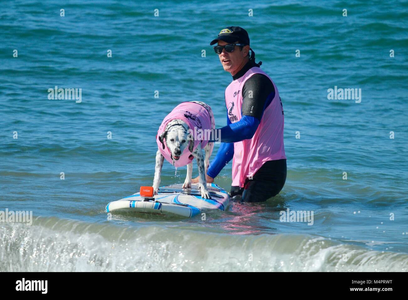 Surf City Surfing Dog Competition Stock Photo