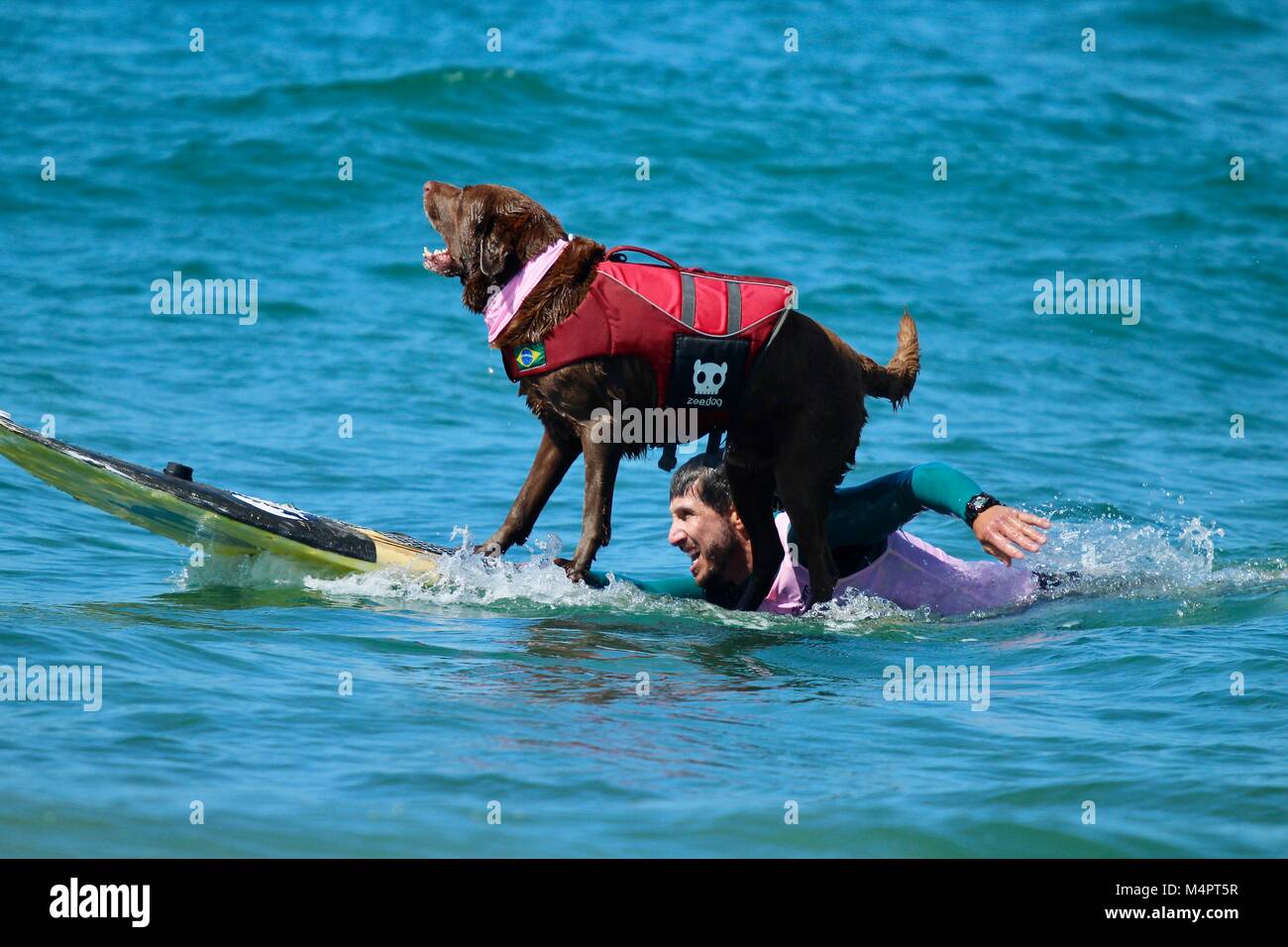 Surf City Surfing Dog Competition Stock Photo