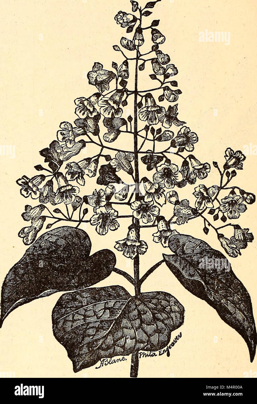 The 1888 catalog from the Royal Palm Nurseries offers a variety of