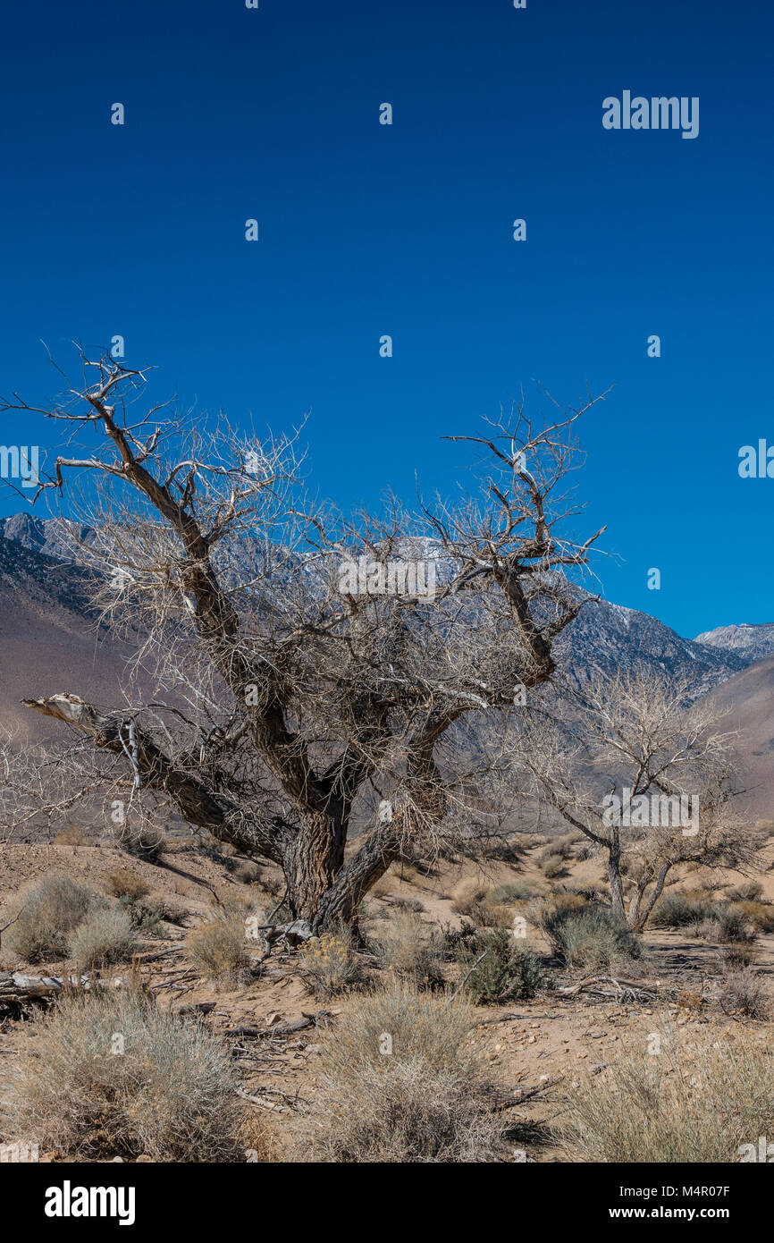 Very old cottonwood trees left over from the California Charcoal Kiln operation off of highway