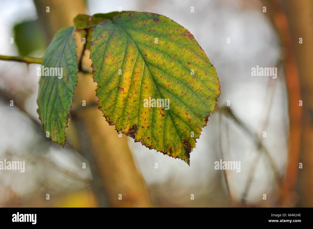 Beech leaves changing colour at the onset of Autumn Stock Photo