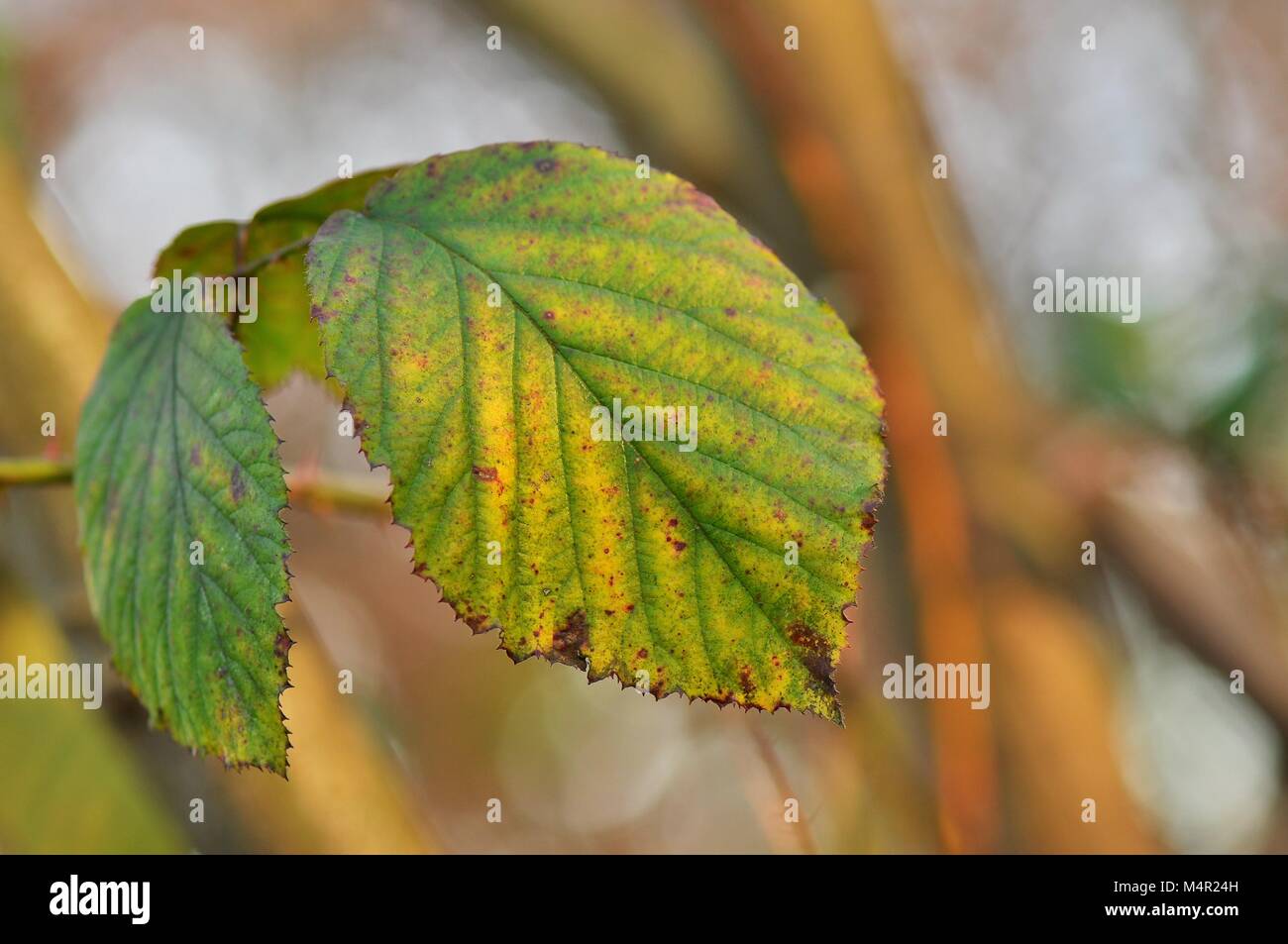 Beech leaves changing colour at the onset of Autumn Stock Photo