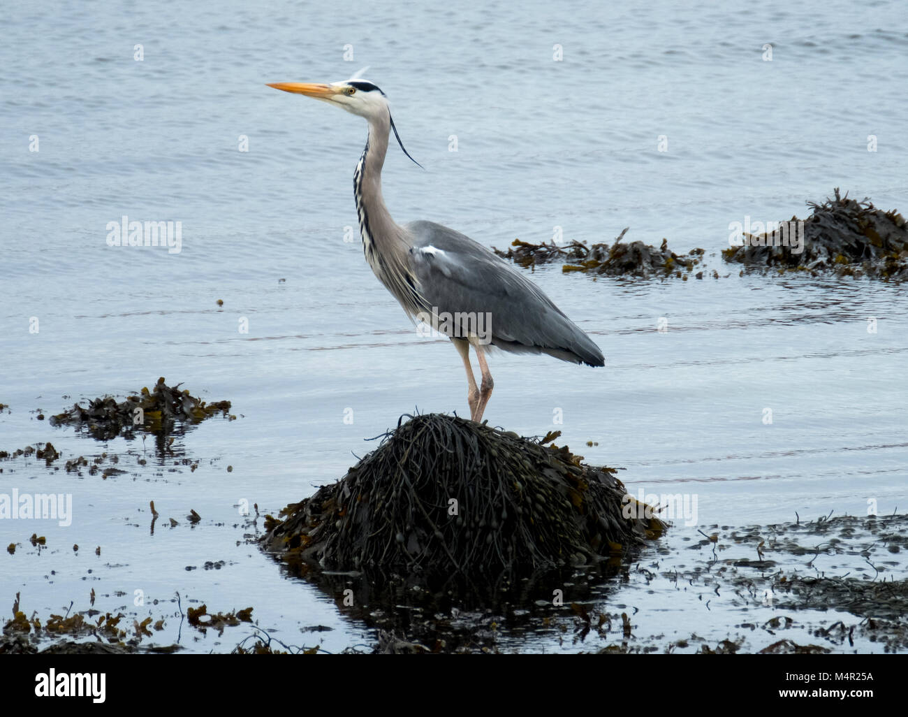 Grey Heron (Ardea cinerea) adult wading in shallow water. Loch na Keal, Island of Mull, Scotland. Stock Photo