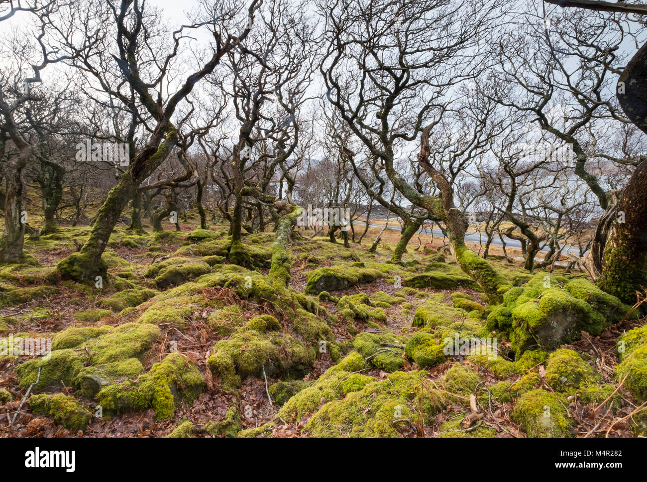 Sessile Oak (Quercus petraea) dwarfed woodland habitat, bent and stunted by wind, Isle of Mull, Inner Hebrides, Scotland Stock Photo