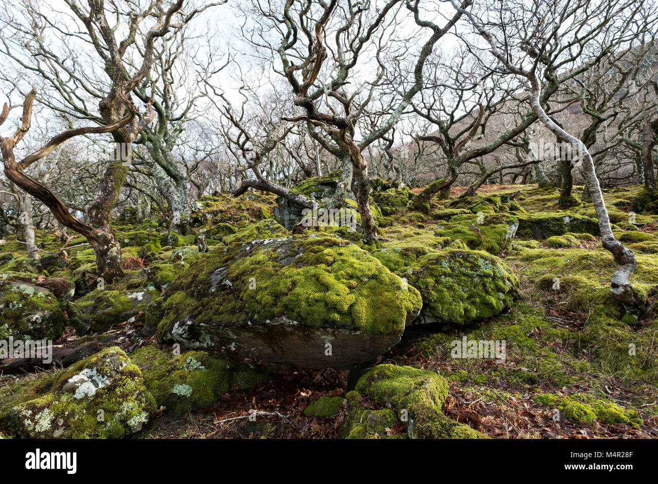 Sessile Oak (Quercus petraea) dwarfed woodland habitat, bent and stunted by wind, Isle of Mull, Inner Hebrides, Scotland Stock Photo