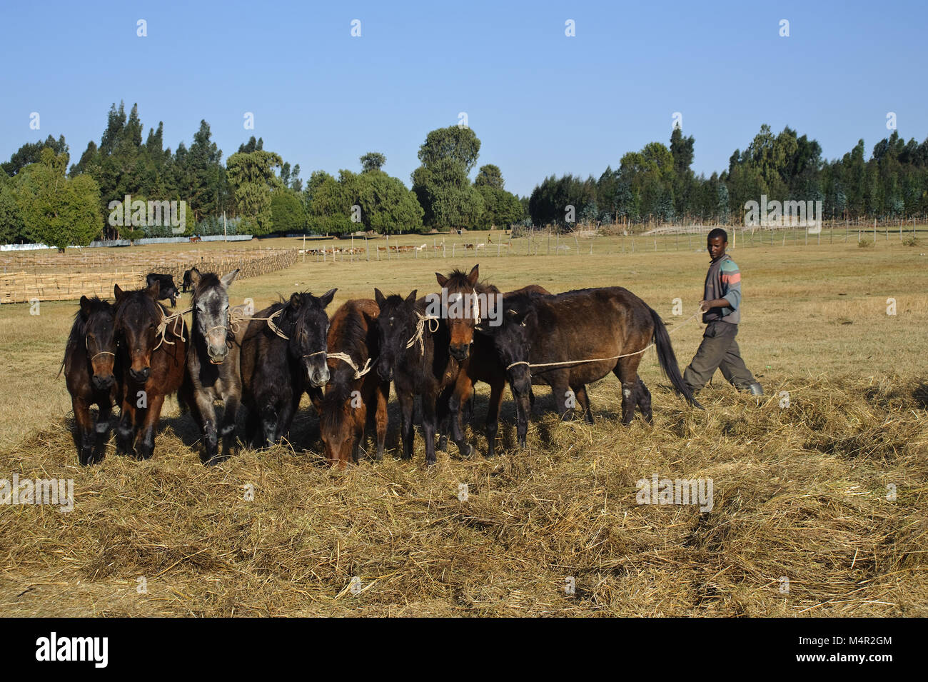 Horses are trampling flaxseeds ( Ethiopia) Stock Photo