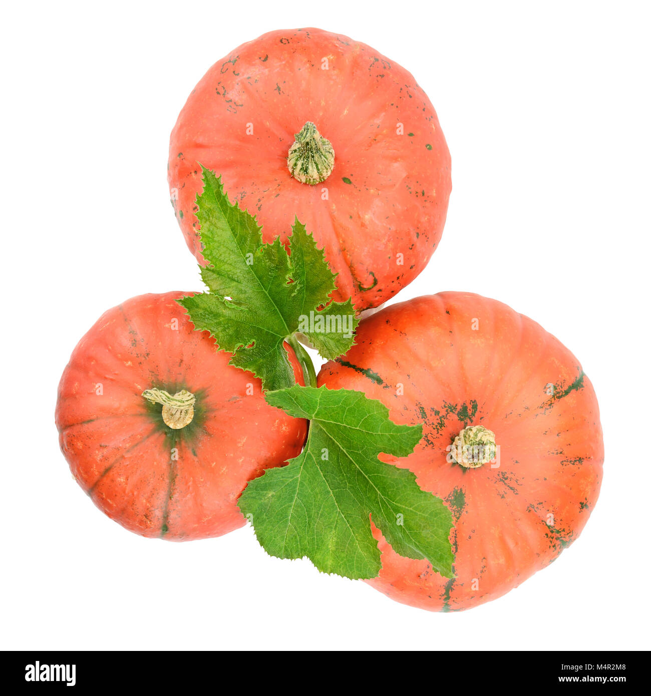 ripe pumpkin isolated on white background Stock Photo - Alamy