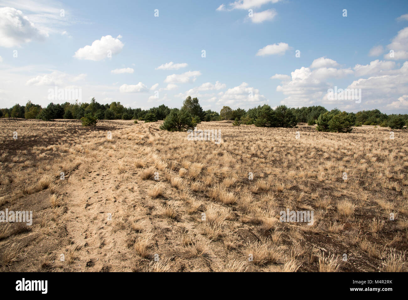 Cruising tanks created a desert on sandy ground  in the very center of Wilderness Lieberose Heath. Stock Photo