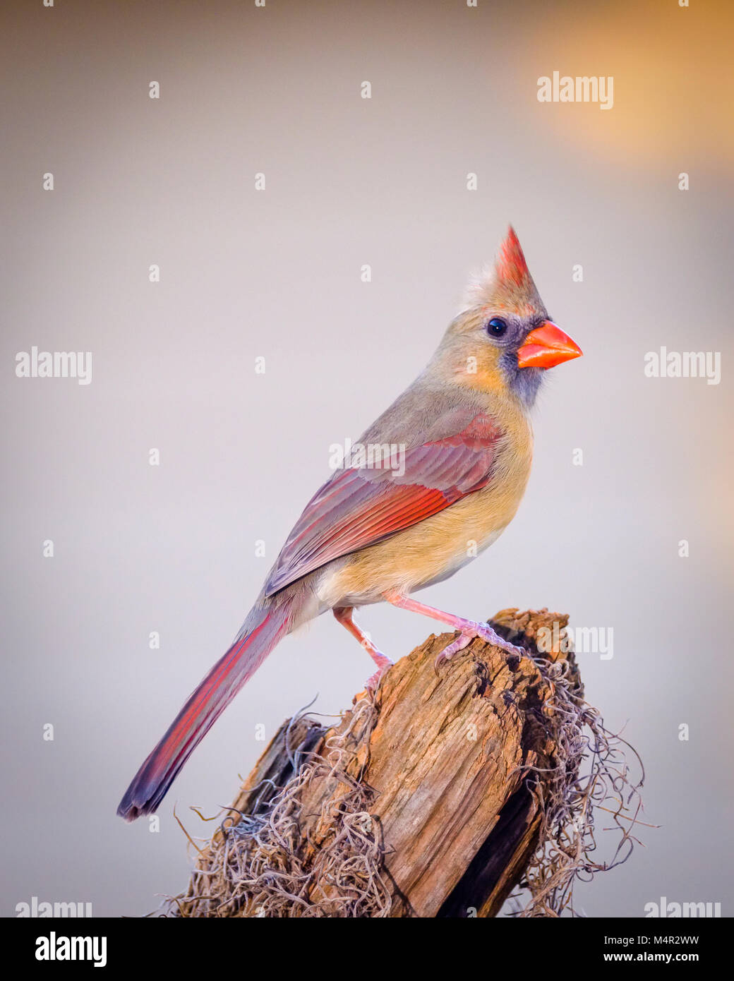 Female Northern Cardinal Cardinalis cardinalis wild songbird perched on tree stump and commonly called a redbird Stock Photo