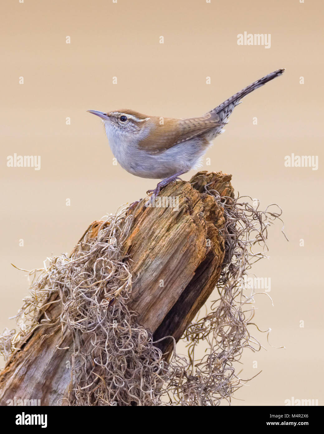 Bewick's Wren Thryomanes bewickii wild songbird perched on a tree stump Stock Photo