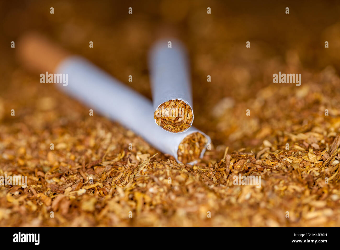 two cigarettes lies on brown tubing tobacco Stock Photo Alamy