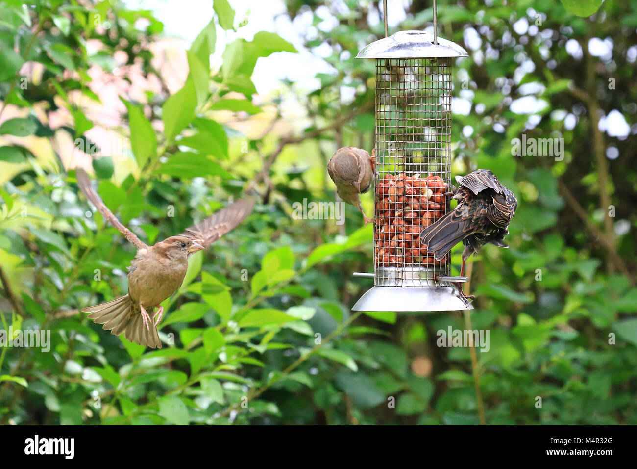 Garden Birds hungrily devouring peanuts from a garden bird feeder. Stock Photo