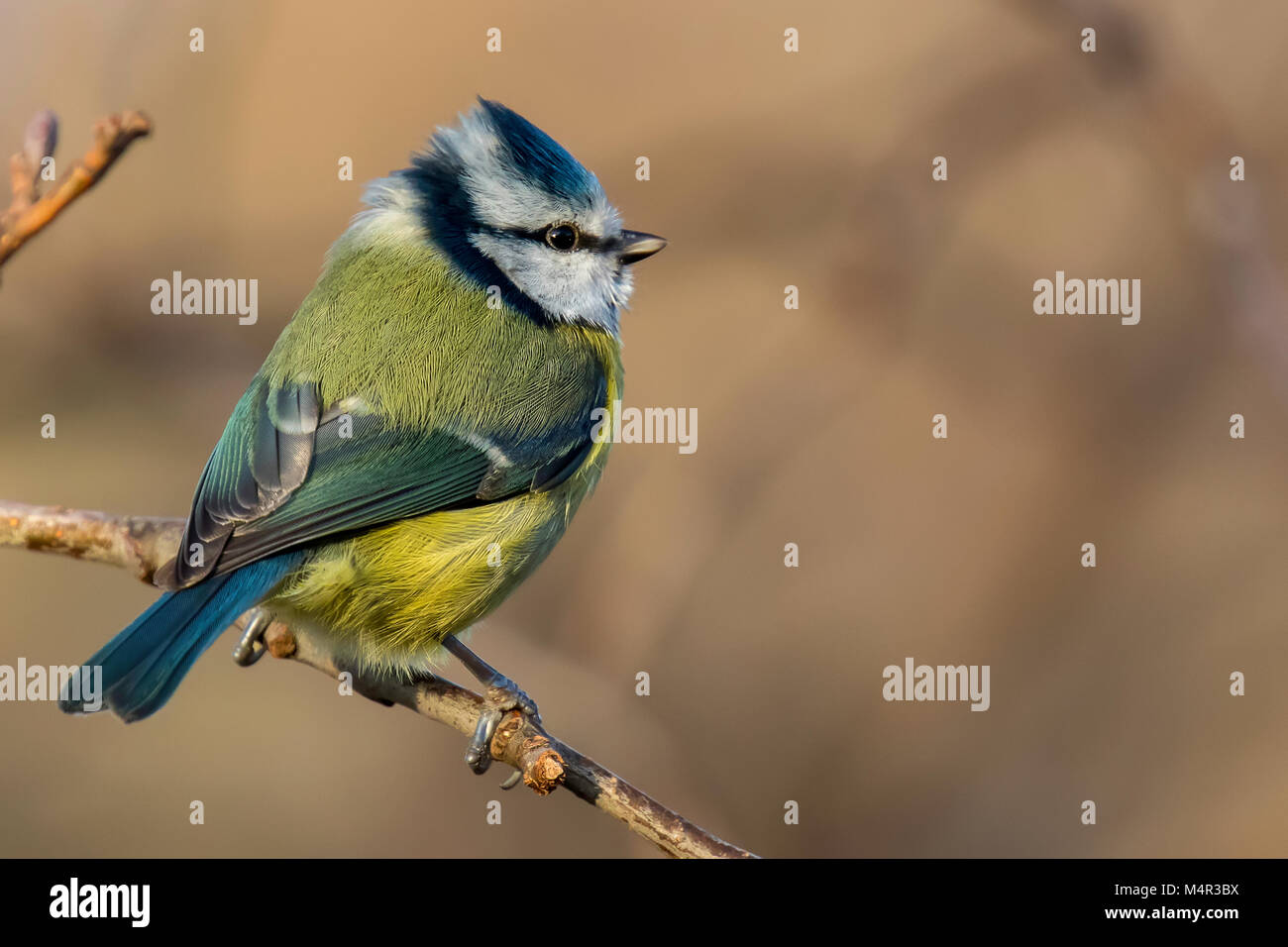 Blue tit looking Right on a Branch with great feather detail Stock Photo