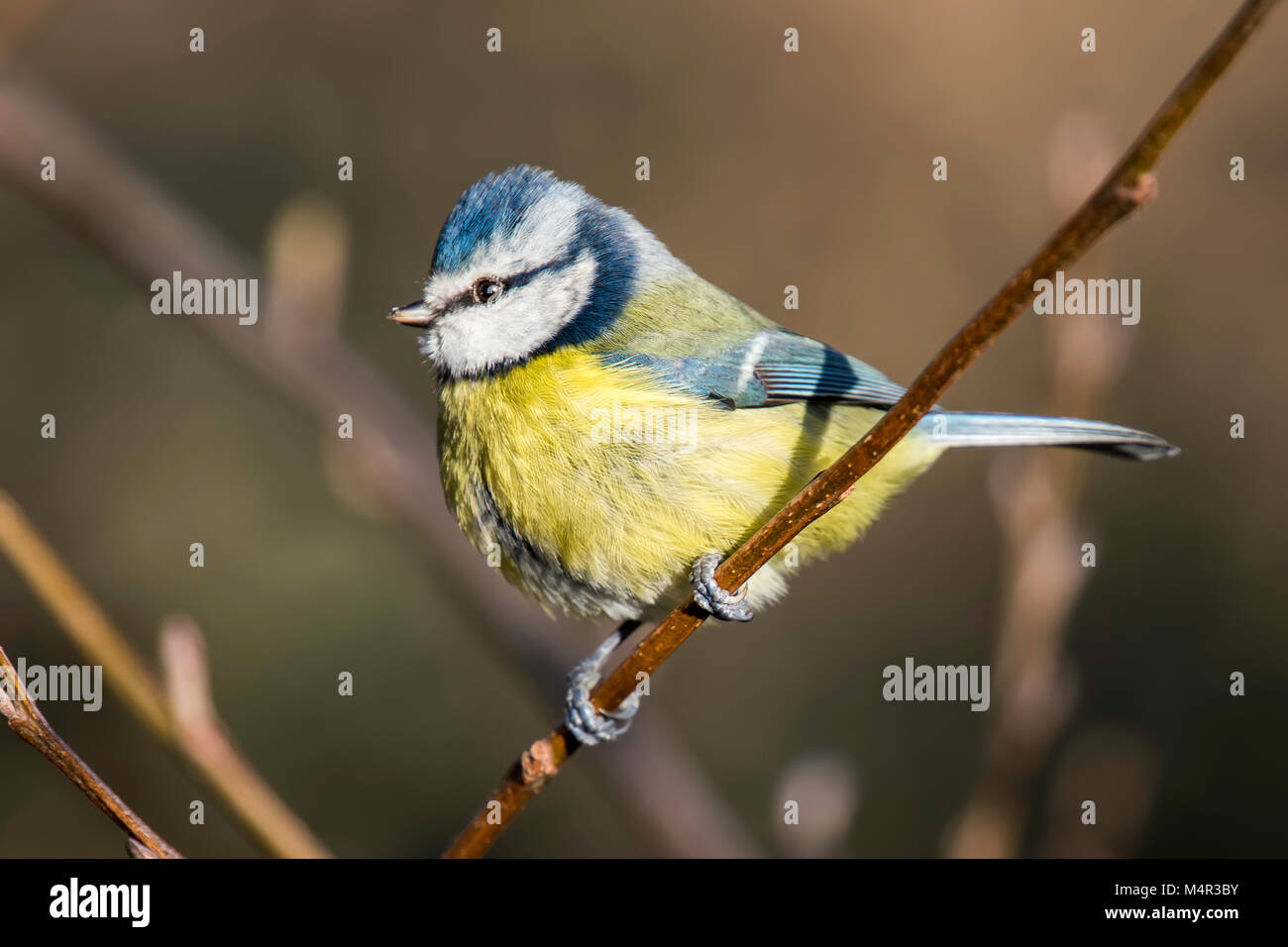 Blue Tit looking Left on a branch Stock Photo