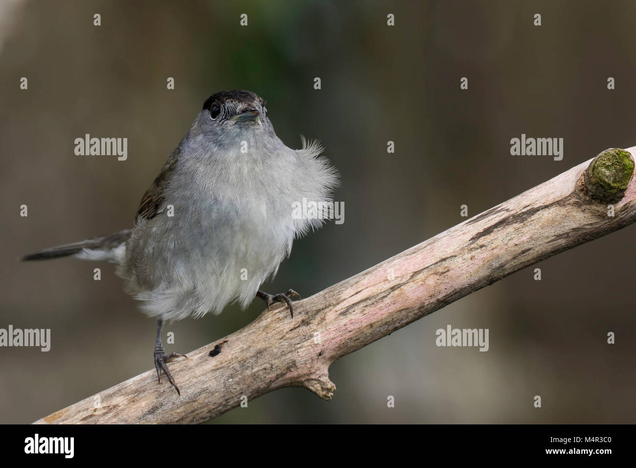 Blackcap Feathers being blown in the Wind Stock Photo