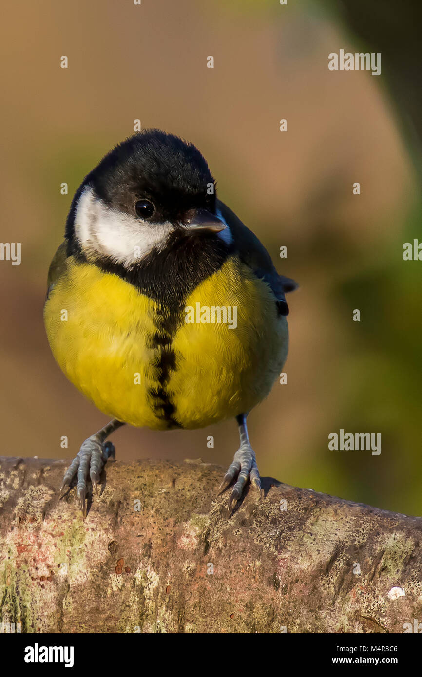 Portrait of a great tit Stock Photo