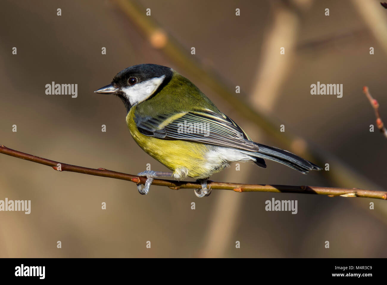 Great tit perched on a branch looking left Stock Photo