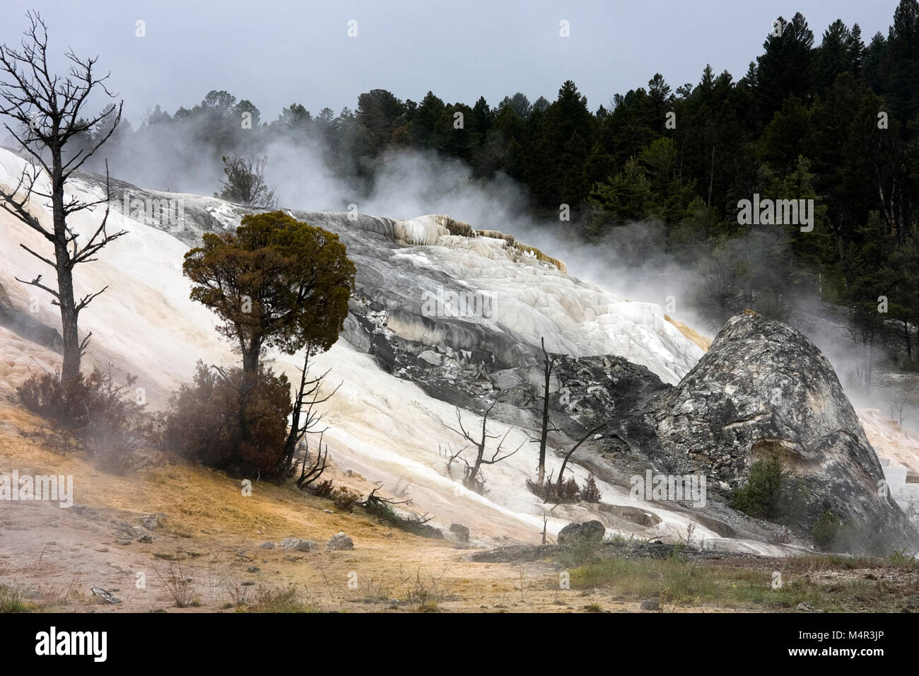 Palette Spring, Mammoth Hot Springs, Yellowstone National Park, USA Stock Photo