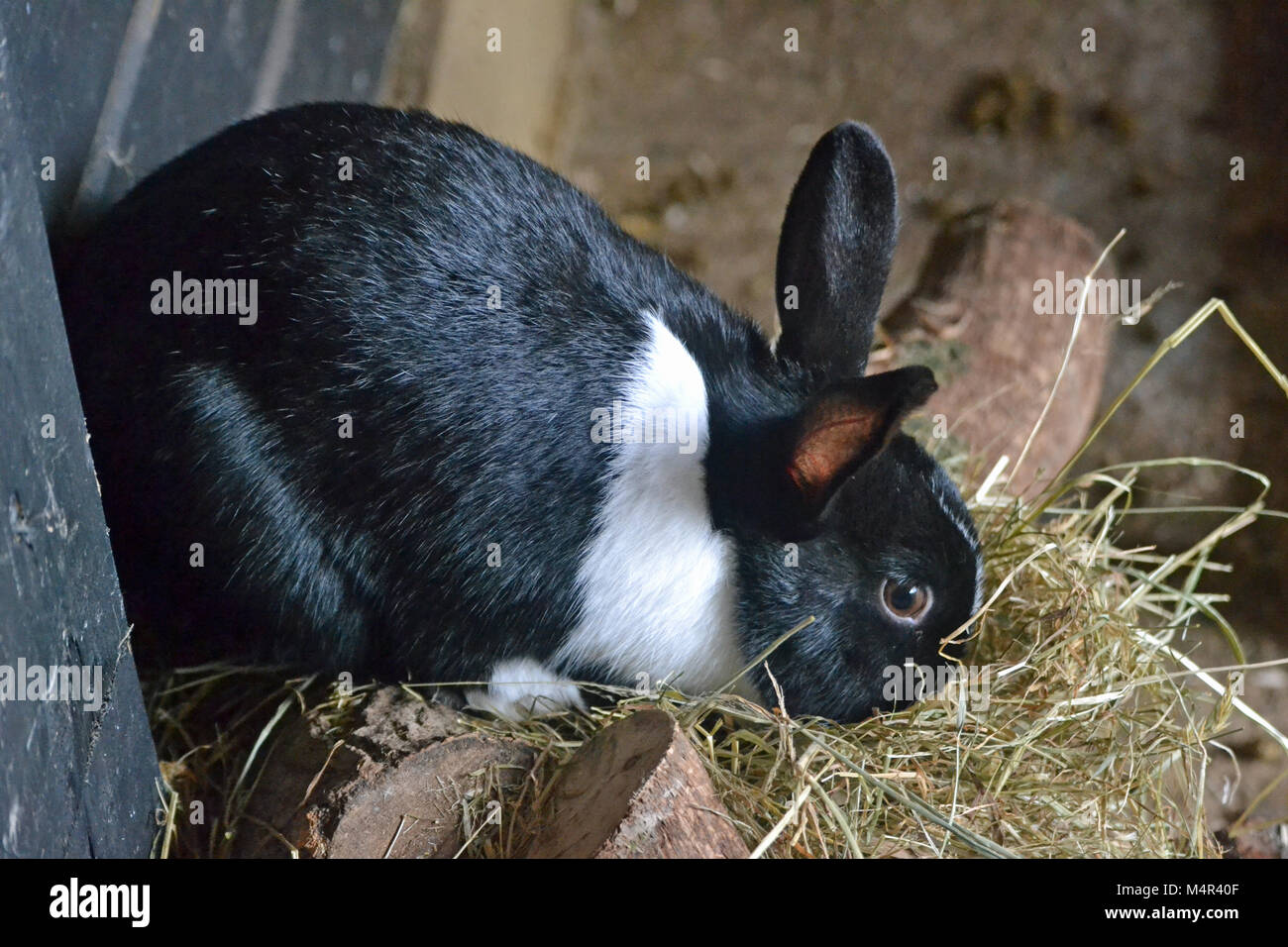 Black and white rabbit eating hay at Whipsnade Zoo Stock Photo