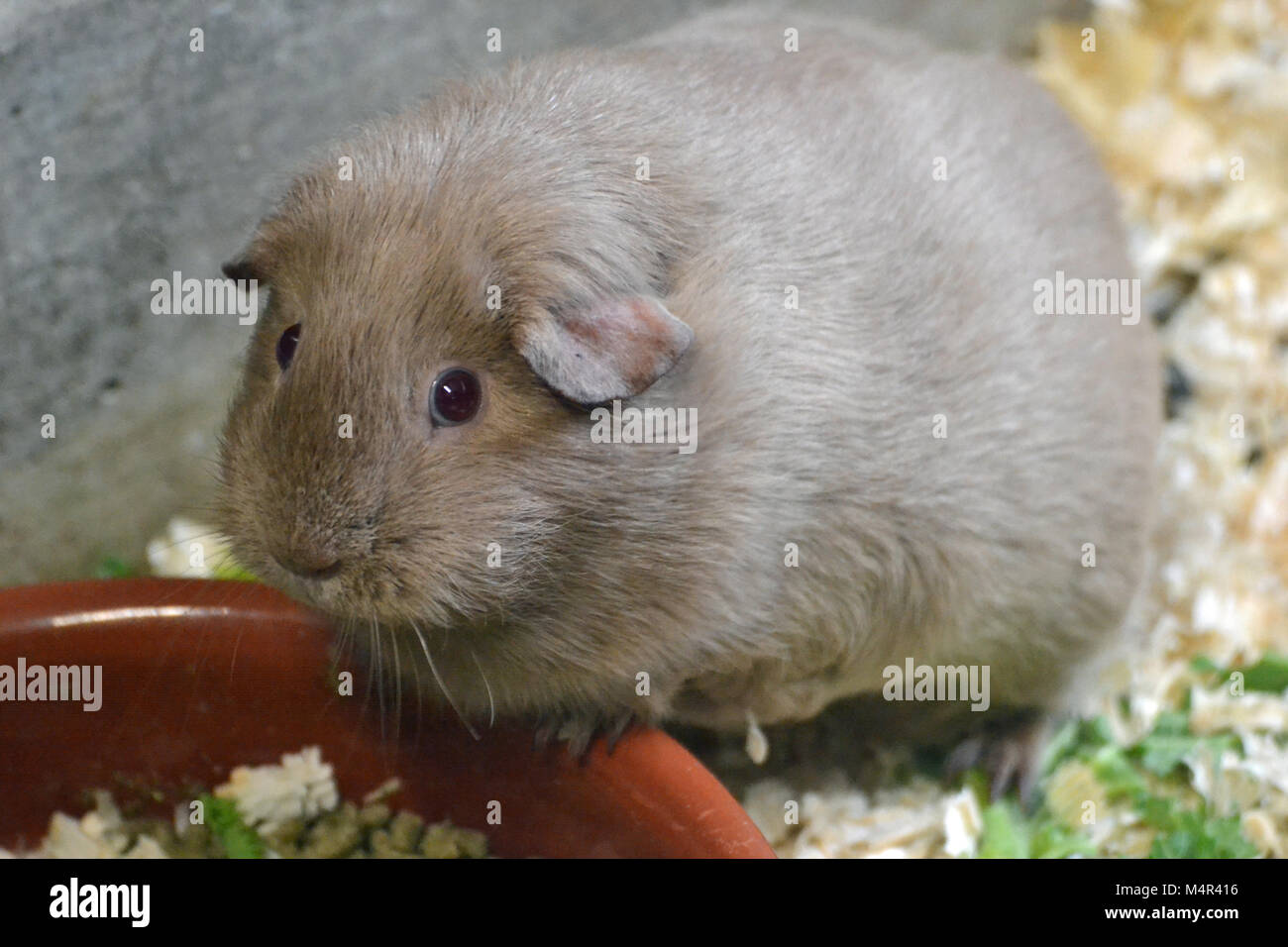 Light brown guinea pig eating from a bowl at Whipsnade Zoo Stock Photo