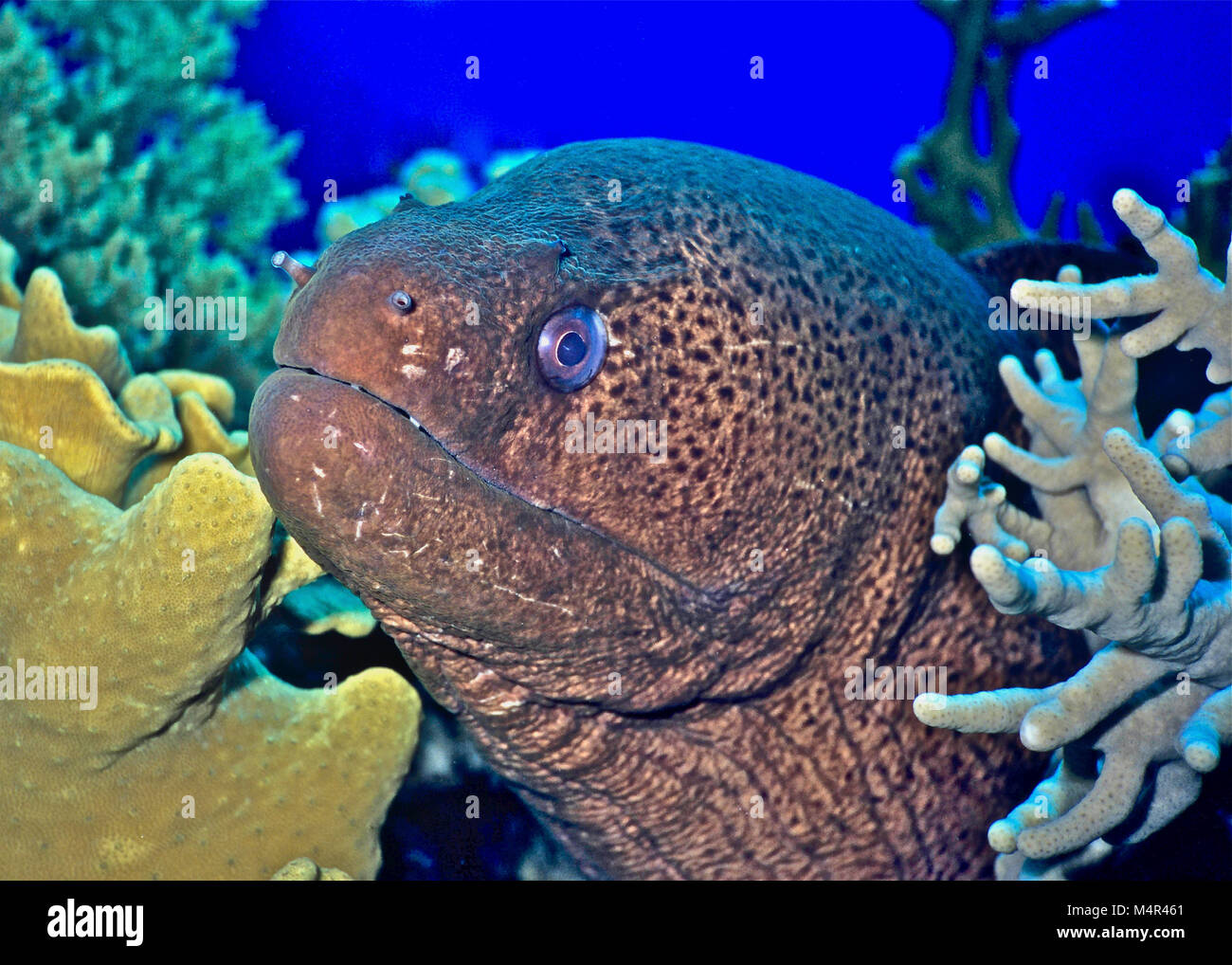Giant moray eels (Gymnothorax javanicus) can be three metres long and make an impressive sight when they are free-swimming, which is usually at night as they are nocturnal feeders. During the day, the eel is usually encountered peeping out from the shelter of a coral reef crevice, in which the bulk of its lengthy body is safely ensconced. A confident apex predator, it can often be approached for a close-up photograph, as in this instance. However, this should be done with stealth and care so as not to alarm the animal. Imprudent divers who are less than careful can get bitten! Egyptian Red Sea Stock Photo