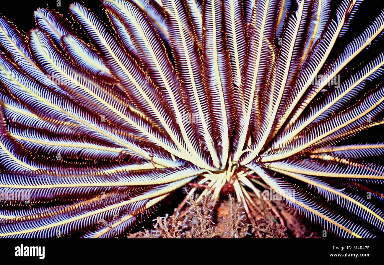 The variable bushy featherstar (Comaster schlegelii:15 cms.) is found commonly in the Indo-Pacific region, where it lives on shallow reefs. This individual's flexible arms were extended fully to enable it to catch microplankton. This main food source would then be transferred to the central mouth. On the underside one can see root-like appendages, called cirri, with which it was attached to the substrate. If unsatisfied with its location, the animal can 'walk' on its cirri to a new place, or swim there using gentle undulations of its many arms. Photographed in Balinese waters, Indonesia. Stock Photo