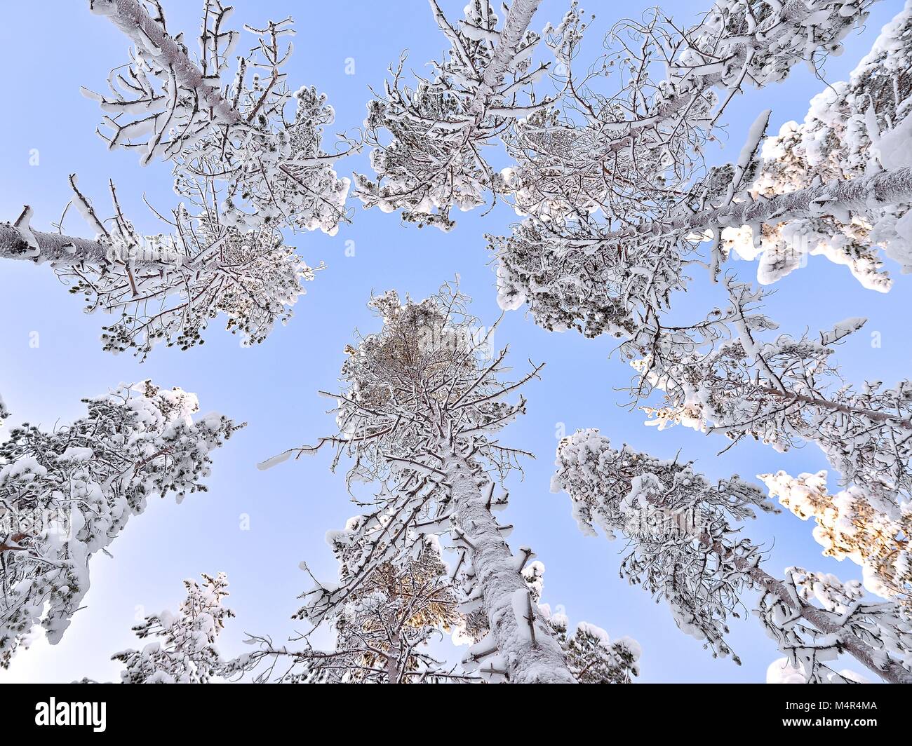 Snow-covered trees shot from a downward angle against a bright blue sky in a true winter wonderland Stock Photo