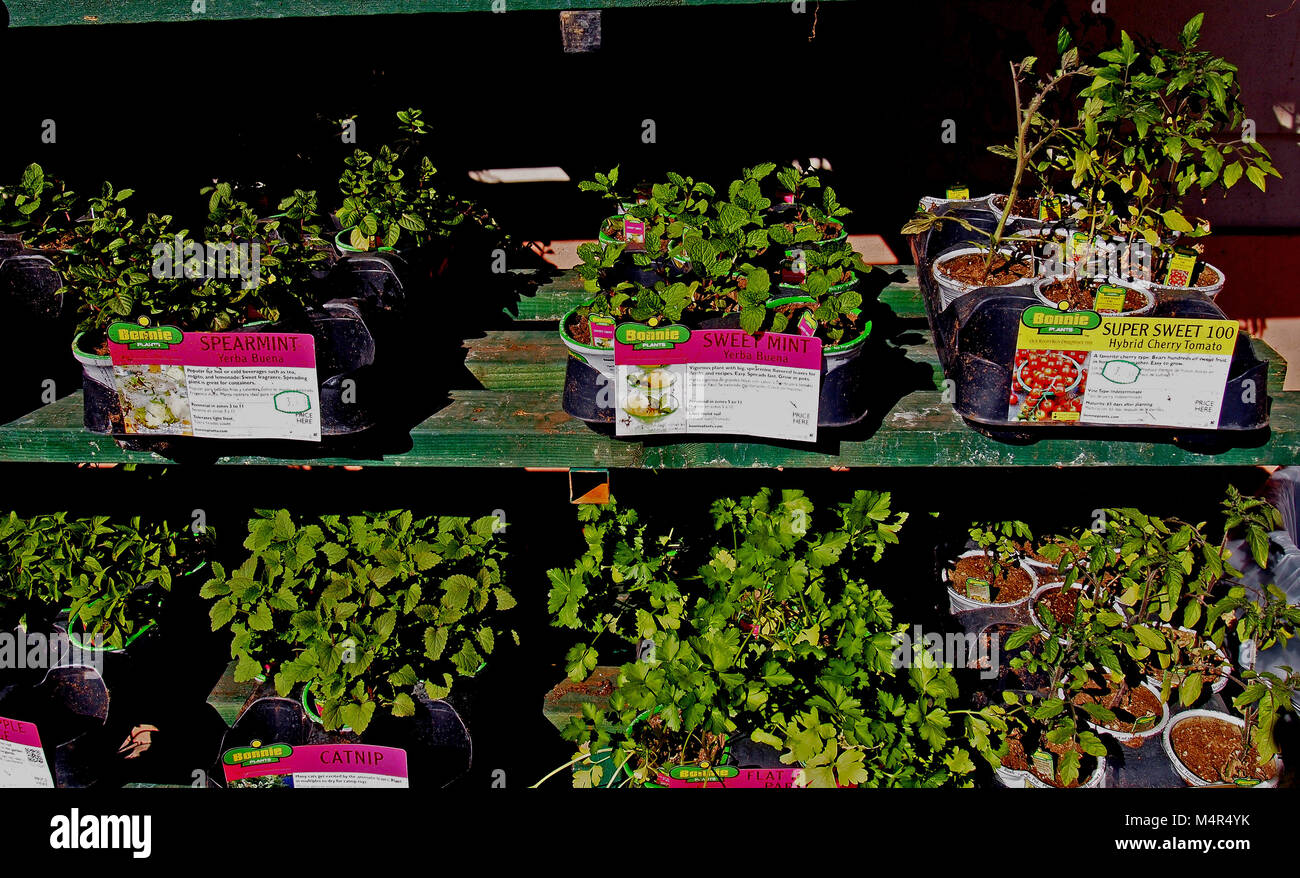garden plants for sale at Home Depot Store, California, USA, Stock Photo