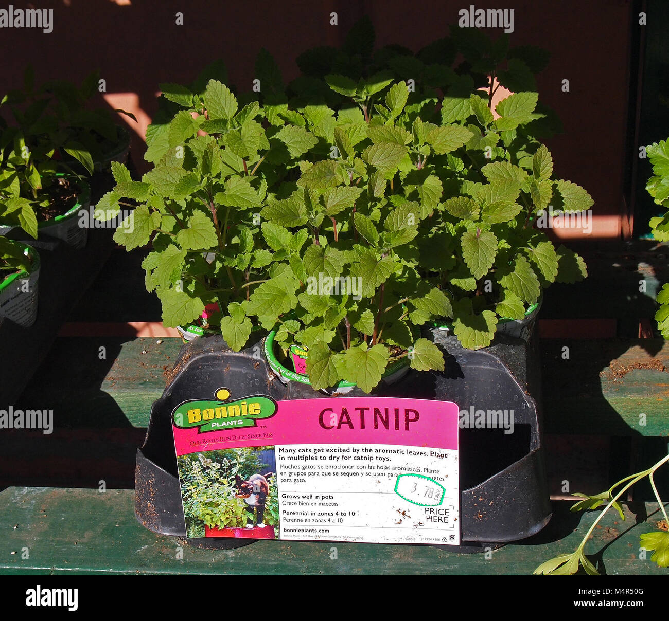 Catnip for sale at Home Depot Store, California, USA, Stock Photo